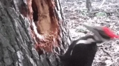 Цікаві факти про дятла