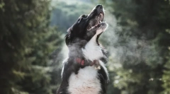 Цікаві факти про тваринний дихання