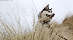 Цікаві факти про husky