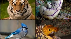 Цікаві факти про хорданських тварин