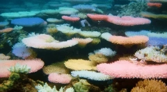 Цікаві факти про корали
