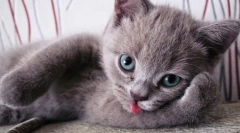 Цікаві факти про кішок: 10 цікавих особливостей пухнастих тварин