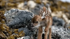 Цікаві факти про roe