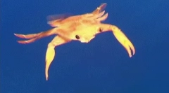 Цікаві факти про голову чорного моря