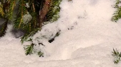 Цікаві факти про прихильність