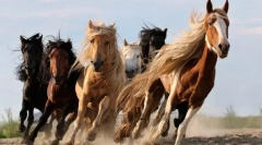 Цікаві факти про коней