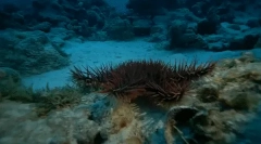 Цікаві факти про морські їжаки