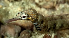 Цікаві факти про морські голки