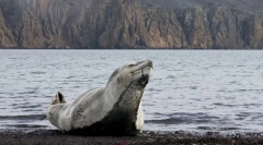 Цікаві факти про морські леопарди