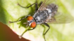 Цікаві факти про мух