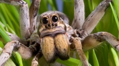 Цікаві факти про spider-wolf