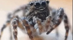 Цікаві факти про павука