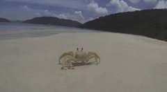 Цікаві факти про ракоподібні