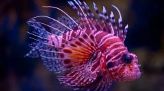 Цікаві факти про рибу