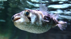 Цікаві факти про рибу фугу