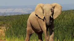 Цікаві факти про слонів