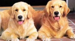 Цікаві факти про собак