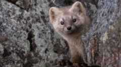 Цікаві факти про собйола