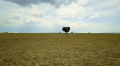 Цікаві факти про страус