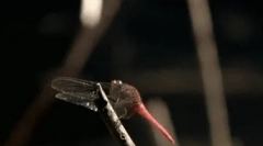 Цікаві факти про бабка