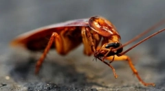 Цікаві факти про таргани