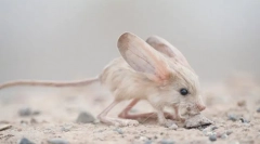 Цікаві факти про tuccanchik