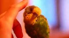 Цікаві факти про хвилясті папуги