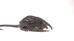 Цікаві факти про відьму