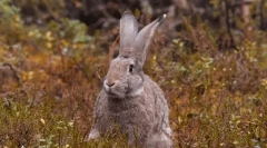 Цікаві факти про зайців