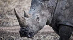 Цікаві факти про тварин з червоної книги