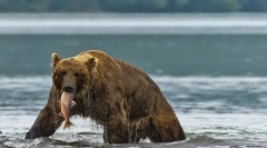 Цікаві факти про тварин тайга