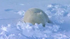 Цікаві факти про тваринну тундру