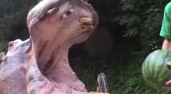 Цікаві факти про зуби тварини