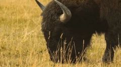Цікаві факти про бізон