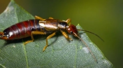 Цікаві факти про мешканців