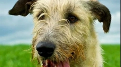 Ірландський wolfhound (фото): майстерний мисливець з аристократичним виглядом