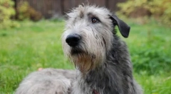 Ірландський wolfhound