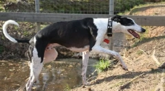 Іспанська борзая