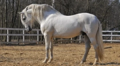 Іспанські коні