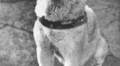 Історія hachiko - найбільш присвячена у світі psa (7 фотографій)