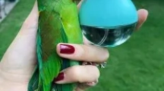 Історія лисий папуга рей