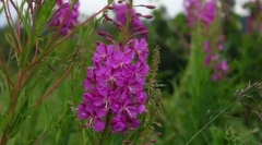 Іван чай (кіпр)