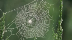 Що павук приховує свою мережу?