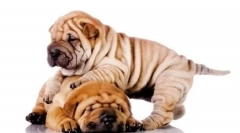 З глибини віку: список найдавніших порід собак