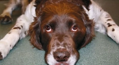 Надлишок росту гормонів