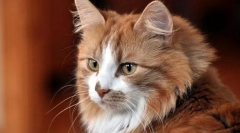 Зміни поведінки кішок, загальні для більшості захворювань