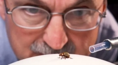 Вивчення комах