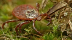 Видалення галочки вдома