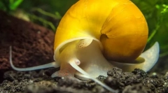 Яблучний равлик