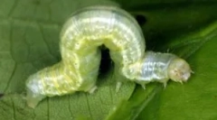 Фрукти яблуні